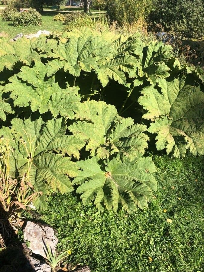 Gunnera tinctoria 17