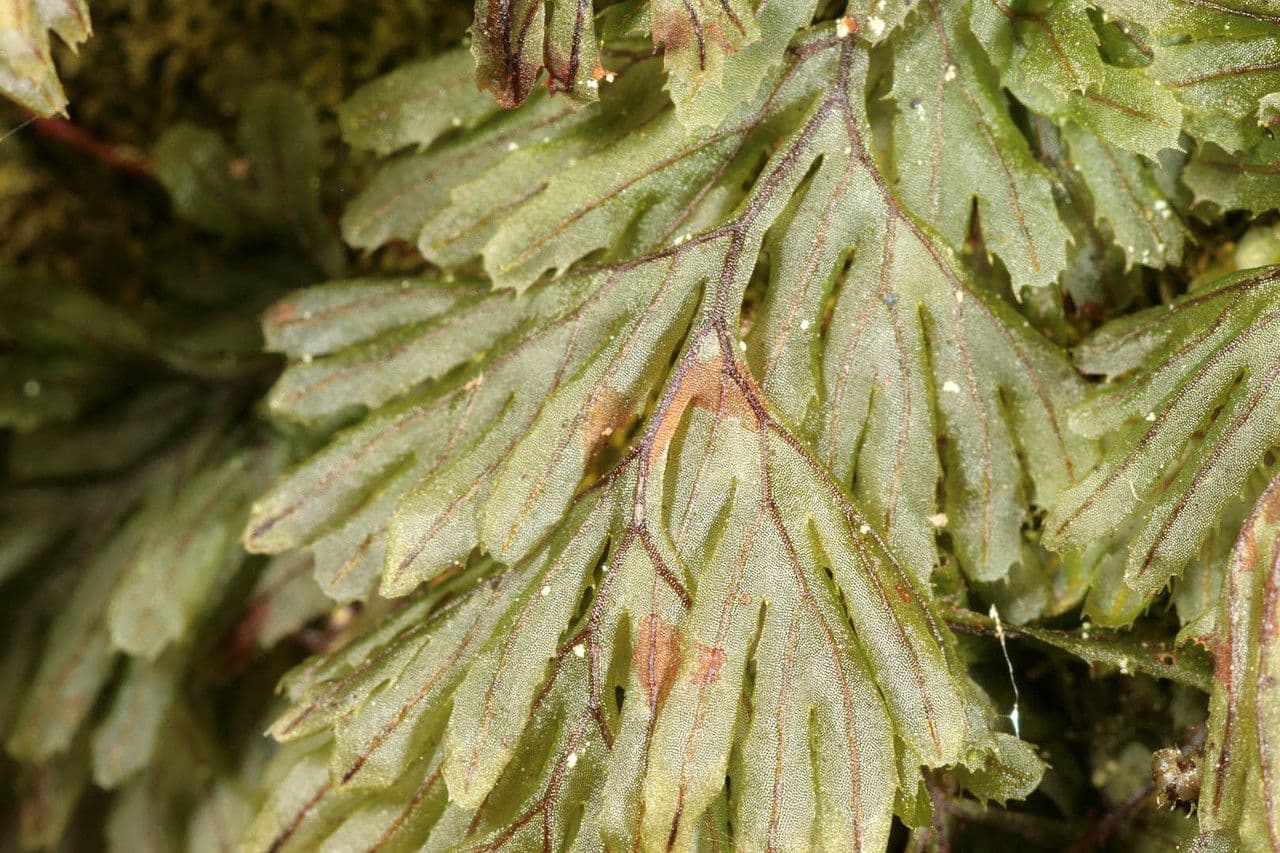 Braunes Hymenophyllum 16