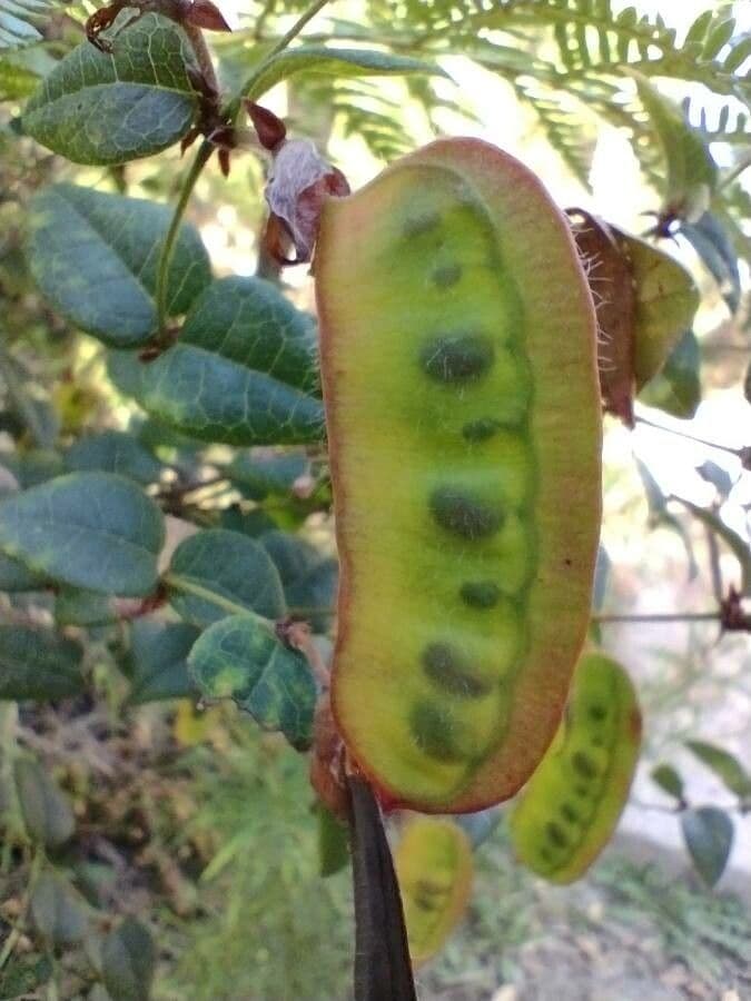 Platylobium formosum
