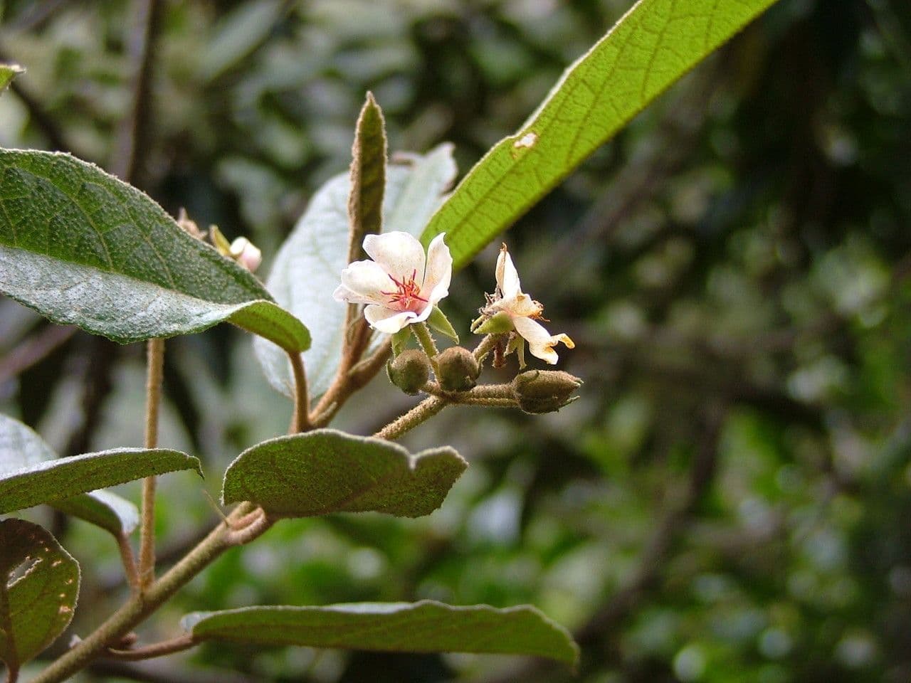Dombeya 7
