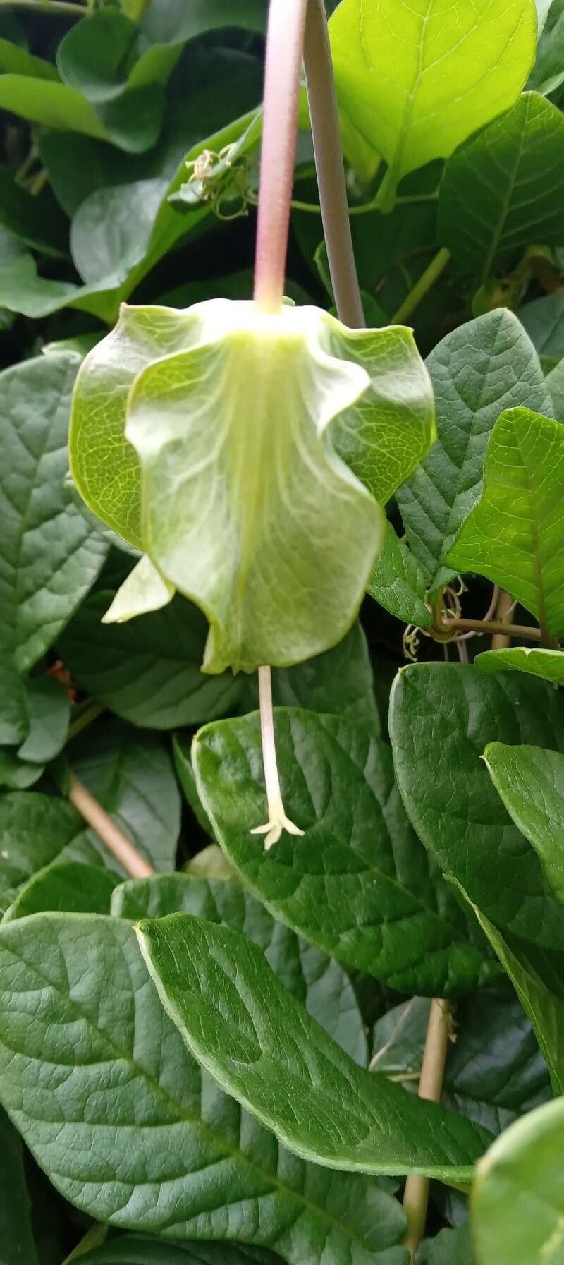 Cobaea 25