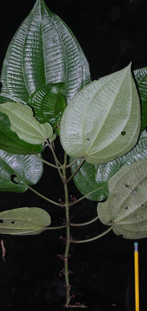 Miconia 17