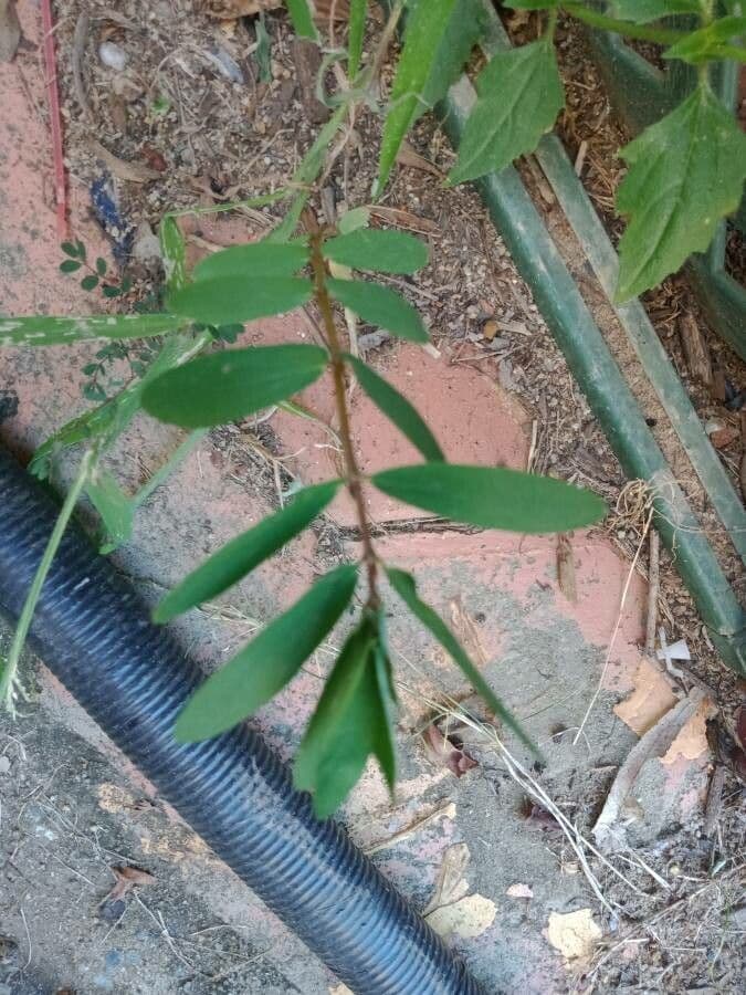 Euforbia pendula 19