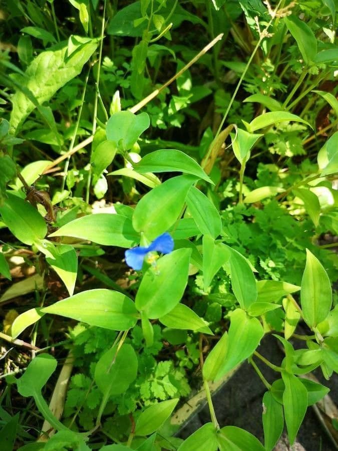 Flor de día 30