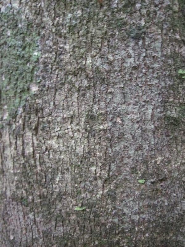 Hirtella 11