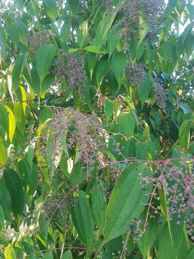 Miconia minutiflora