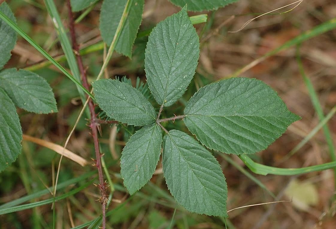 Rovo gracile 2