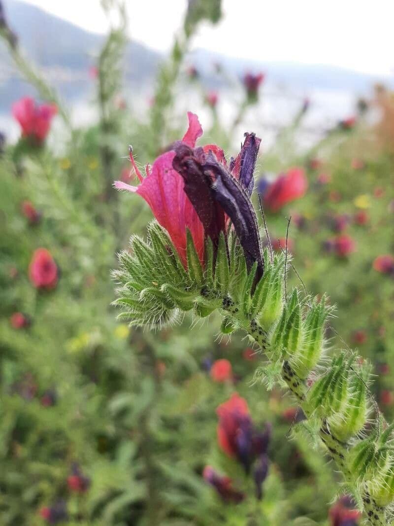 Echium cretico 4