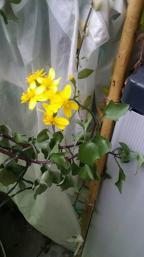 Senecio angulatus 19