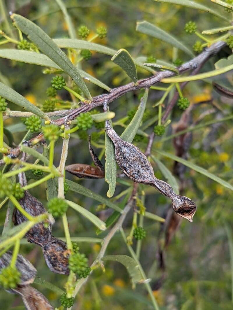 Acacia ligulata