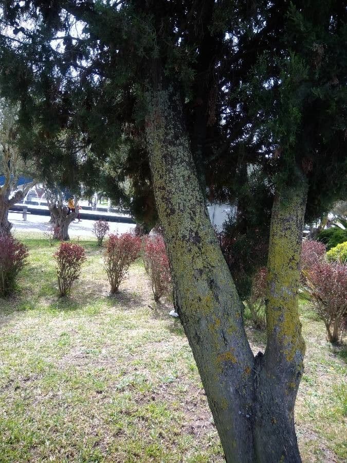 Cipresso comune 24