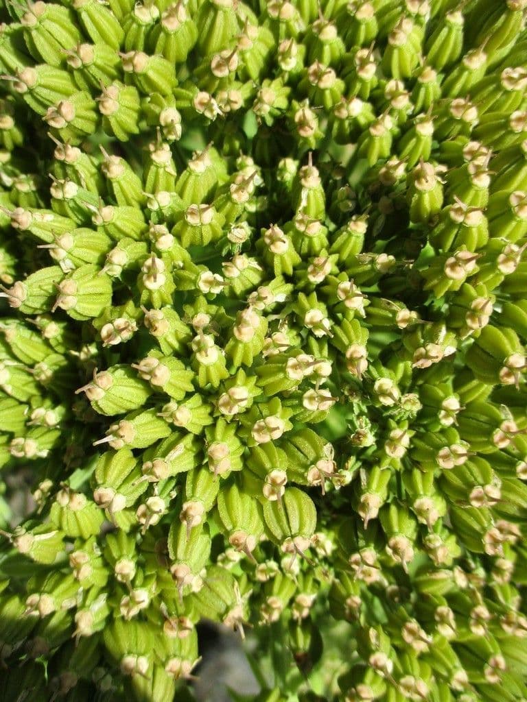 Pleurospermum austriaco 9