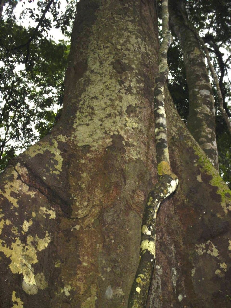 Gnetum 10