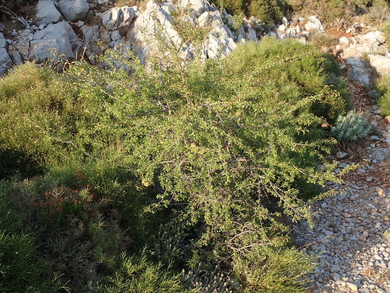 Prune 3