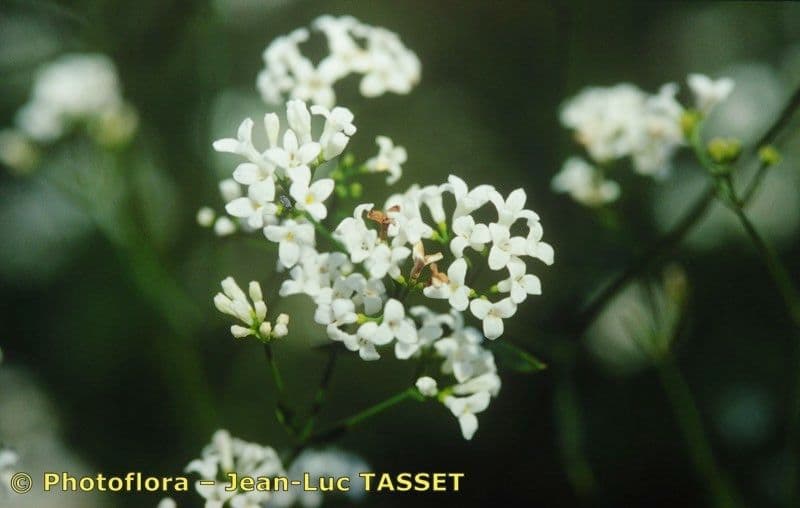 Asprella tintoria