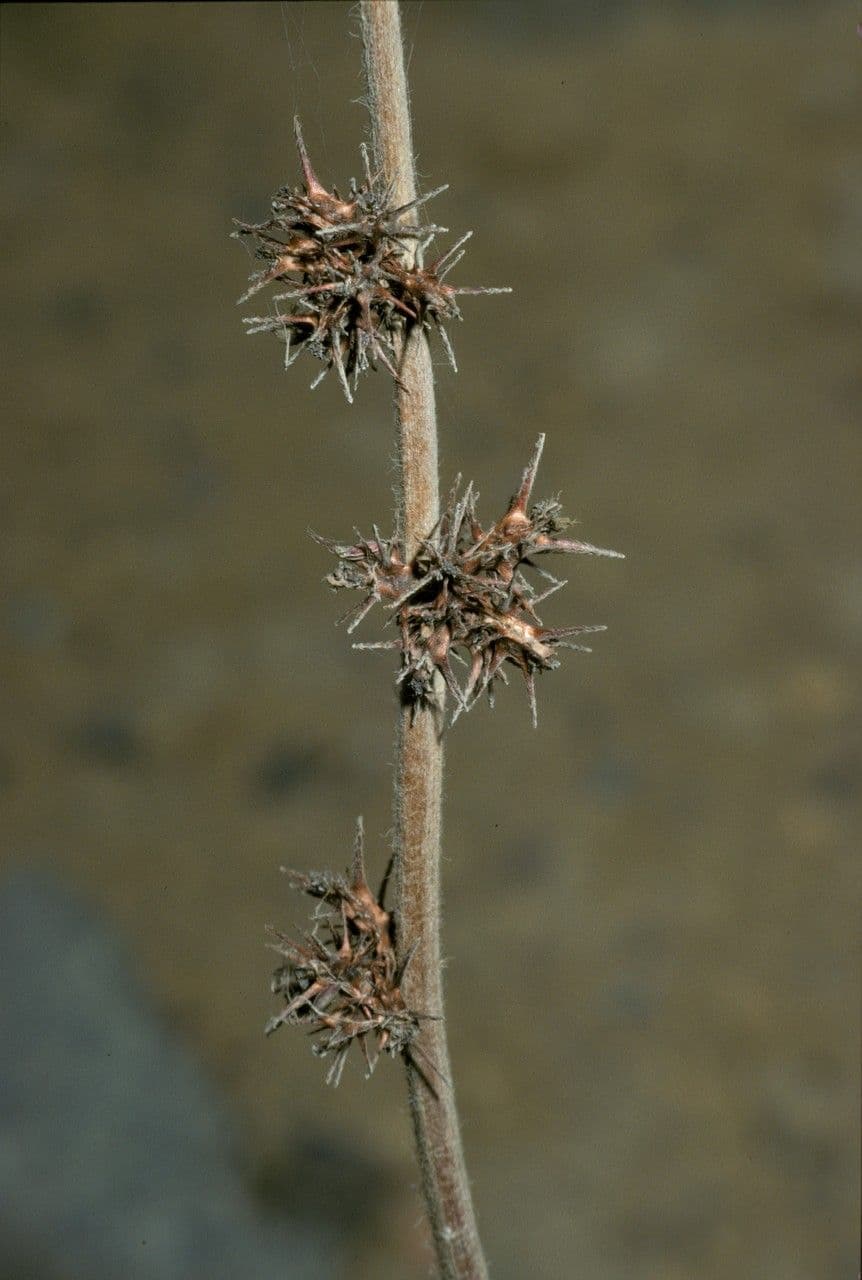 Acaena