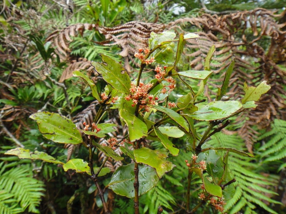 Austrobuxus 6