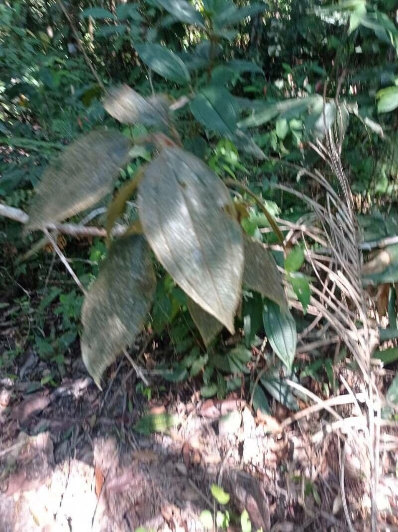Olyra latifolia 14