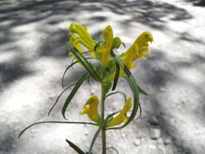 Pedicularis angustifolia