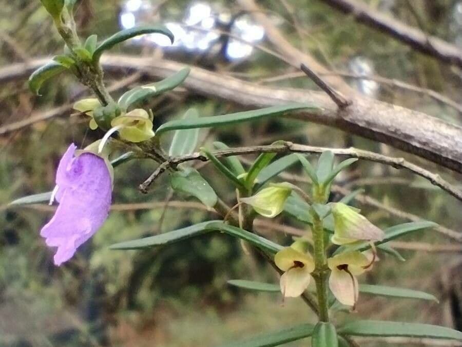 Prostanthera 5