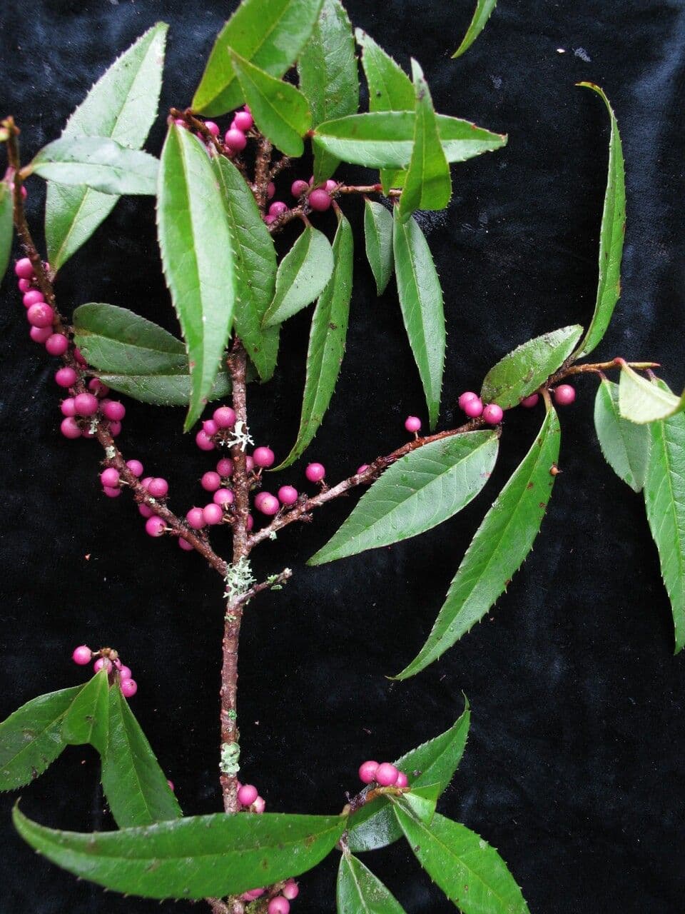 Myrsine semiserrata 4