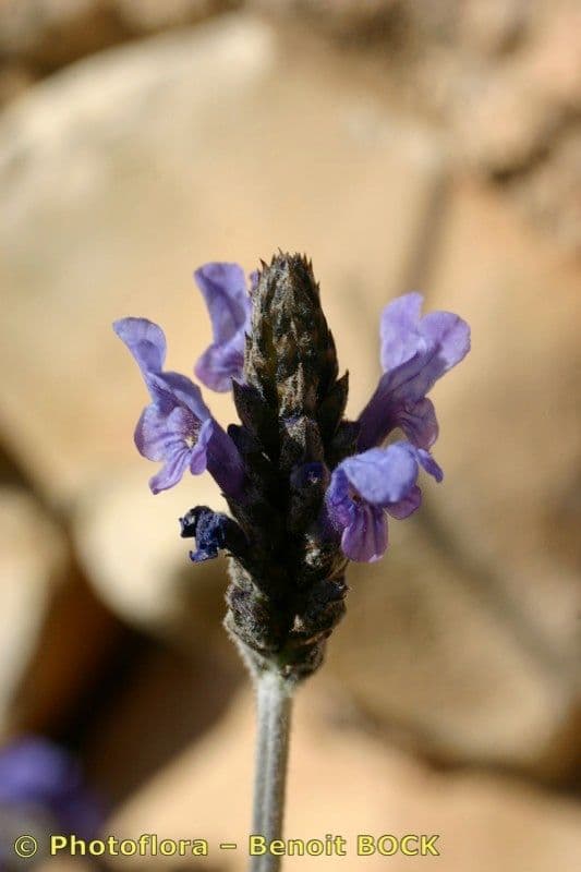 Lavanda multifida 20