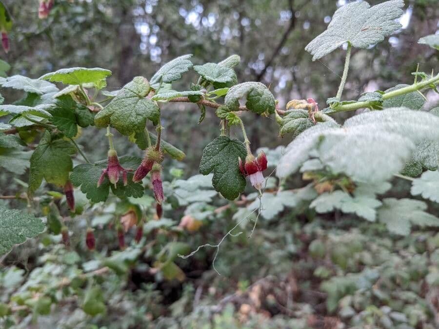 Ribes di Menzies 10