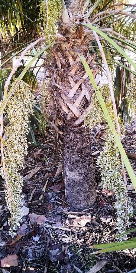 Thrinax 10