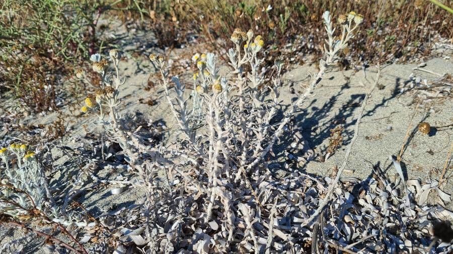 Achillea marittima 21
