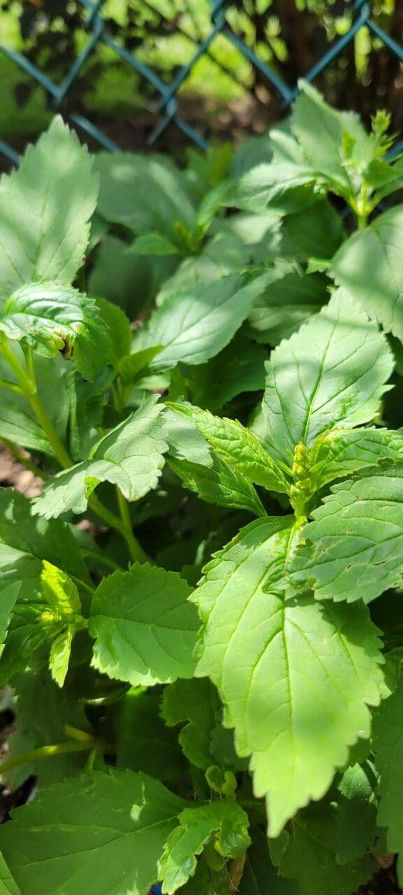Scutellaria 12