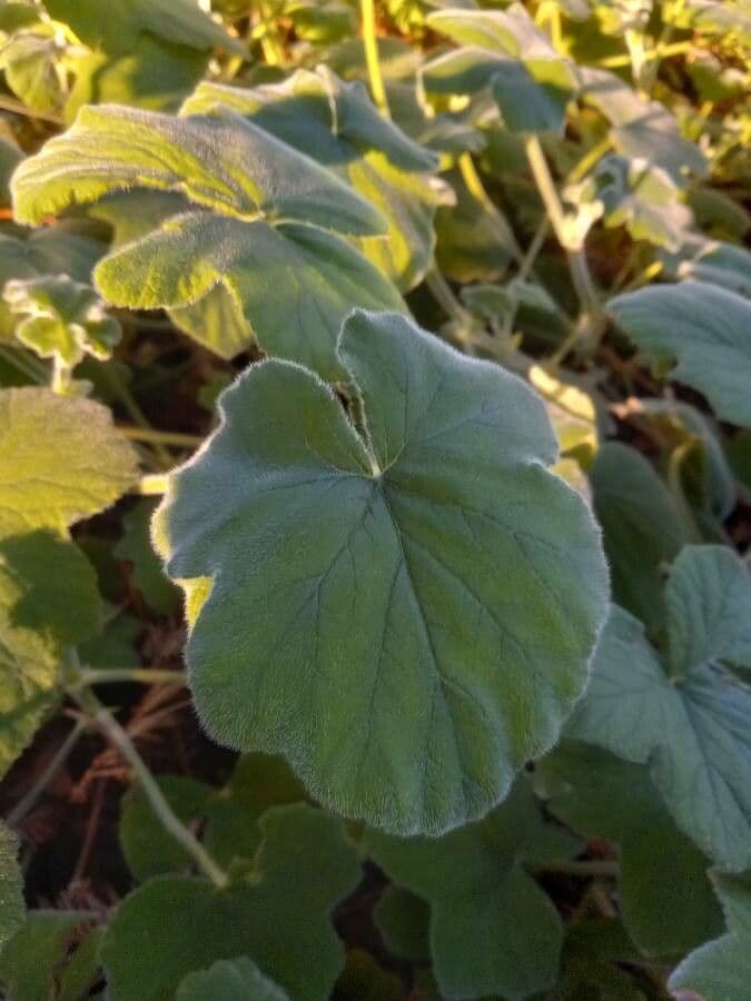 Géranium mentholé 14