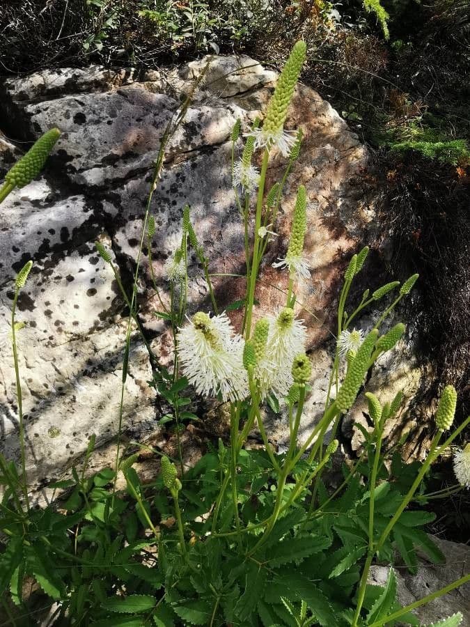 Sanguisorba canadese 6