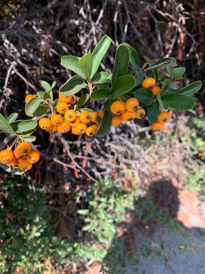 Pyracantha de Koidzumi 4