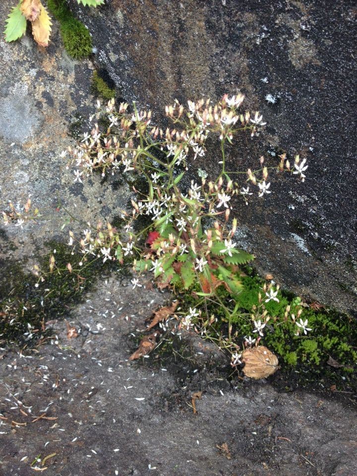 Micranthes 9