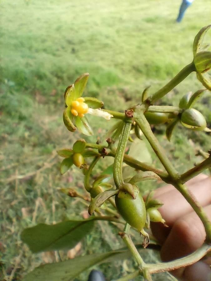 Vismia guianensis