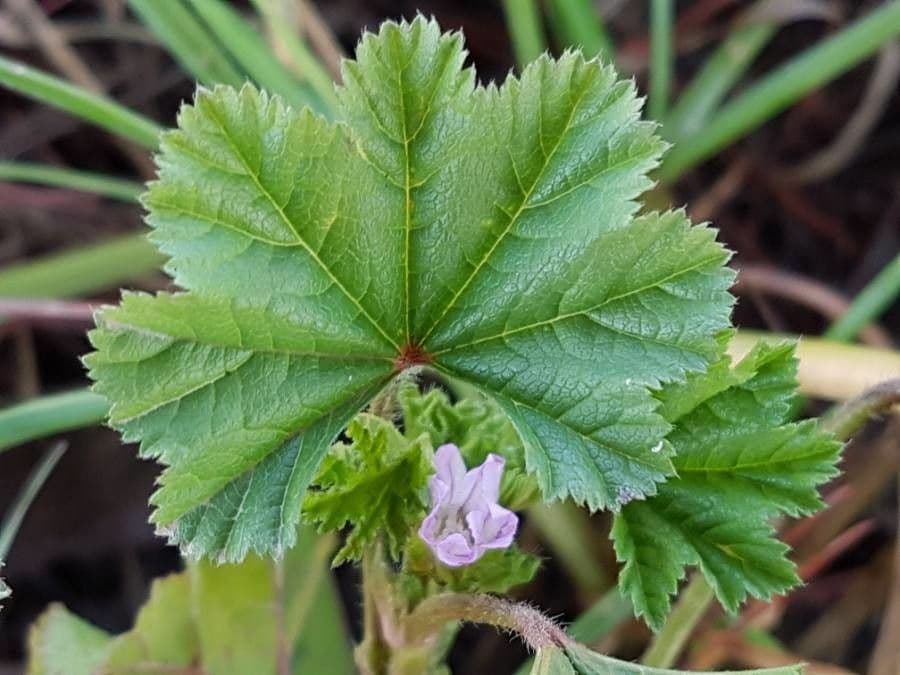 Malva domestica 27