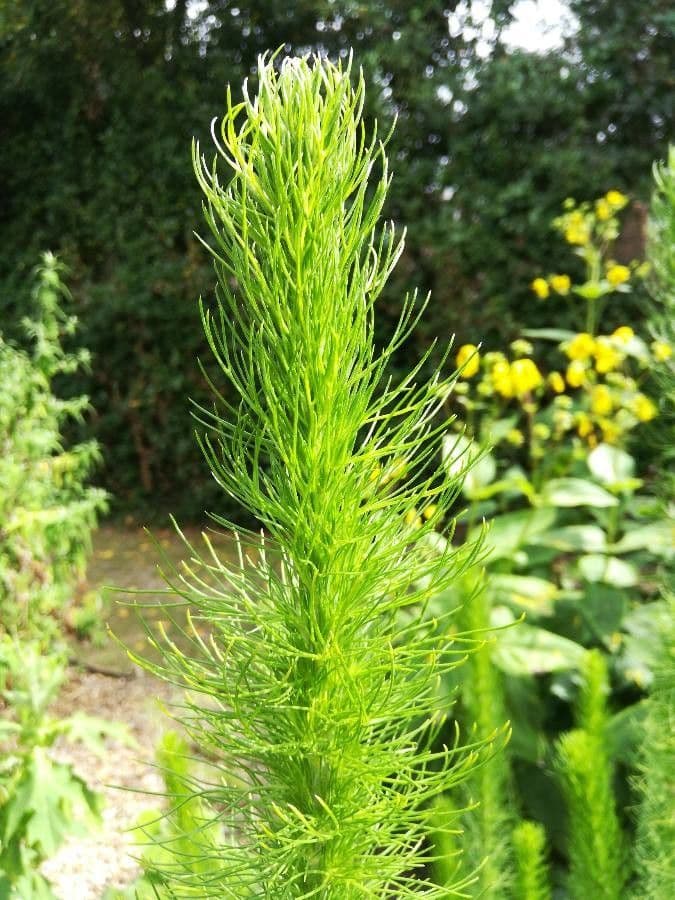 Phymaspermum 7