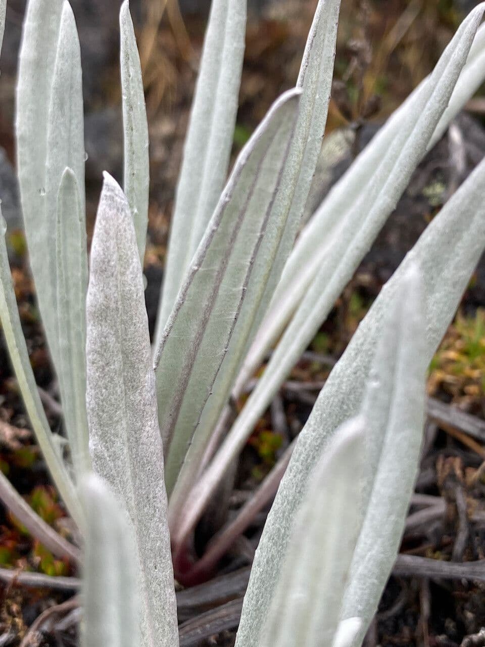 Senecio 23