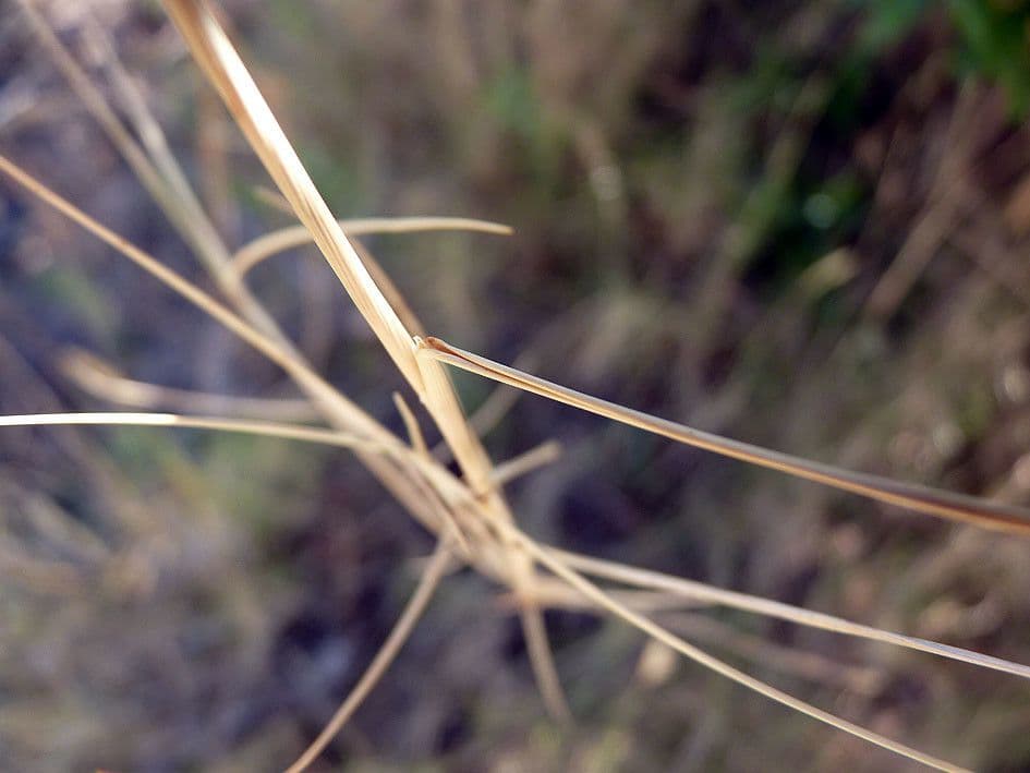 Brachypode phénicoïde 18