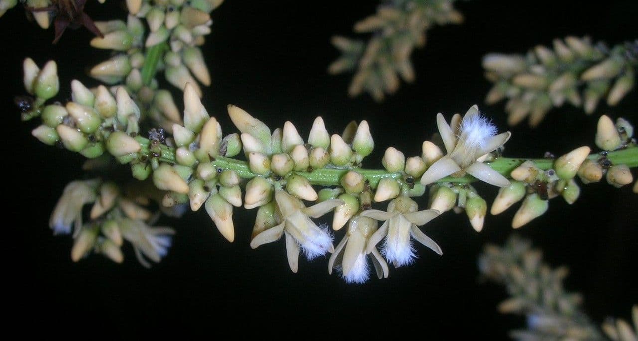 Talisia 6