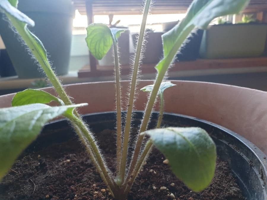 Gerbera Jamesonii 19