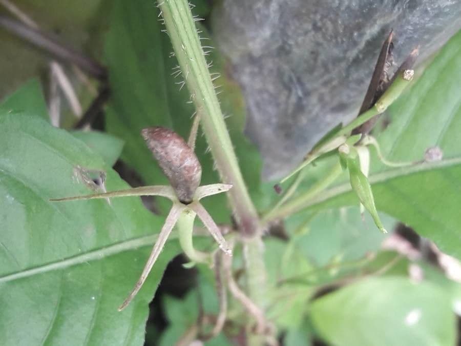 Ruellia tuberoso 4
