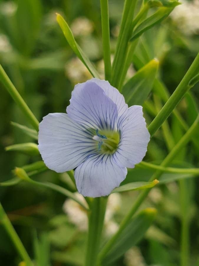 Linseed 9