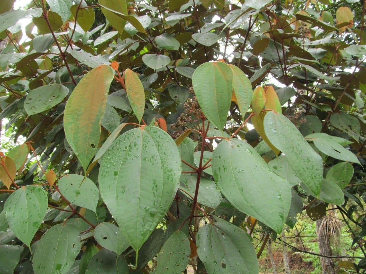 Miconia 2