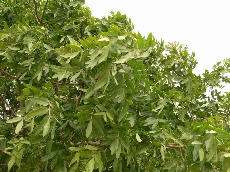 Pistacia 15