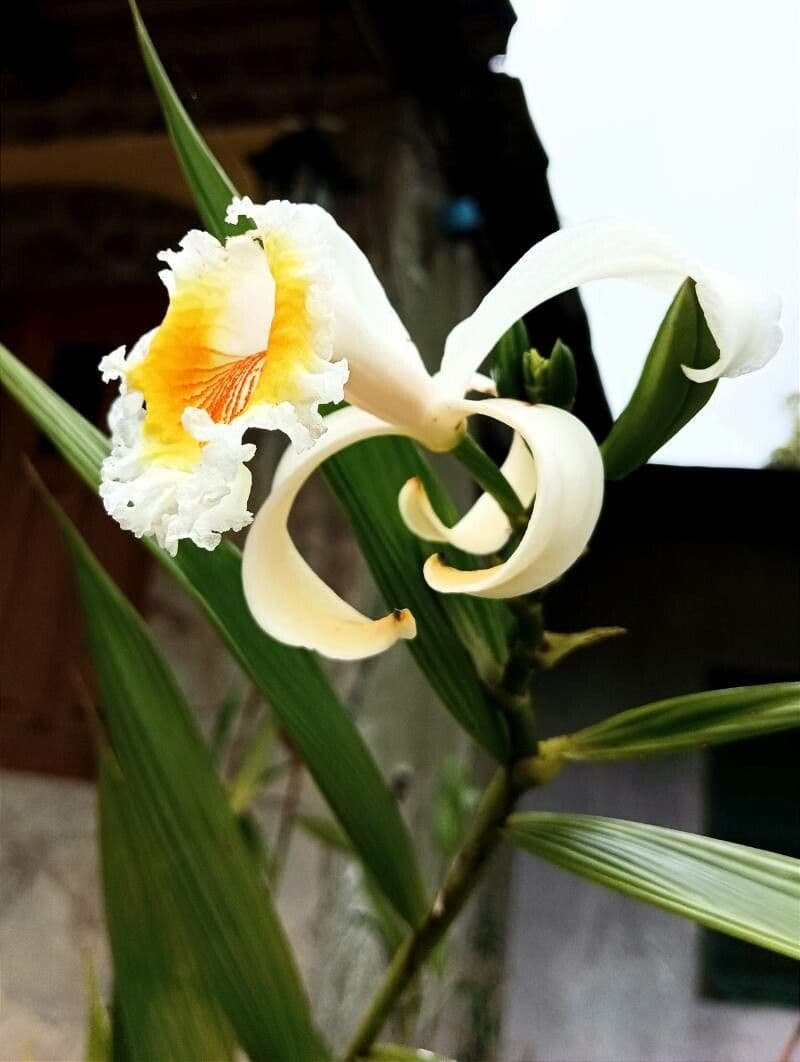 Sobralia