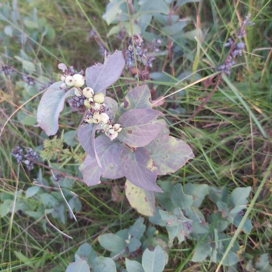 Symphoricarpos occidentalis 2