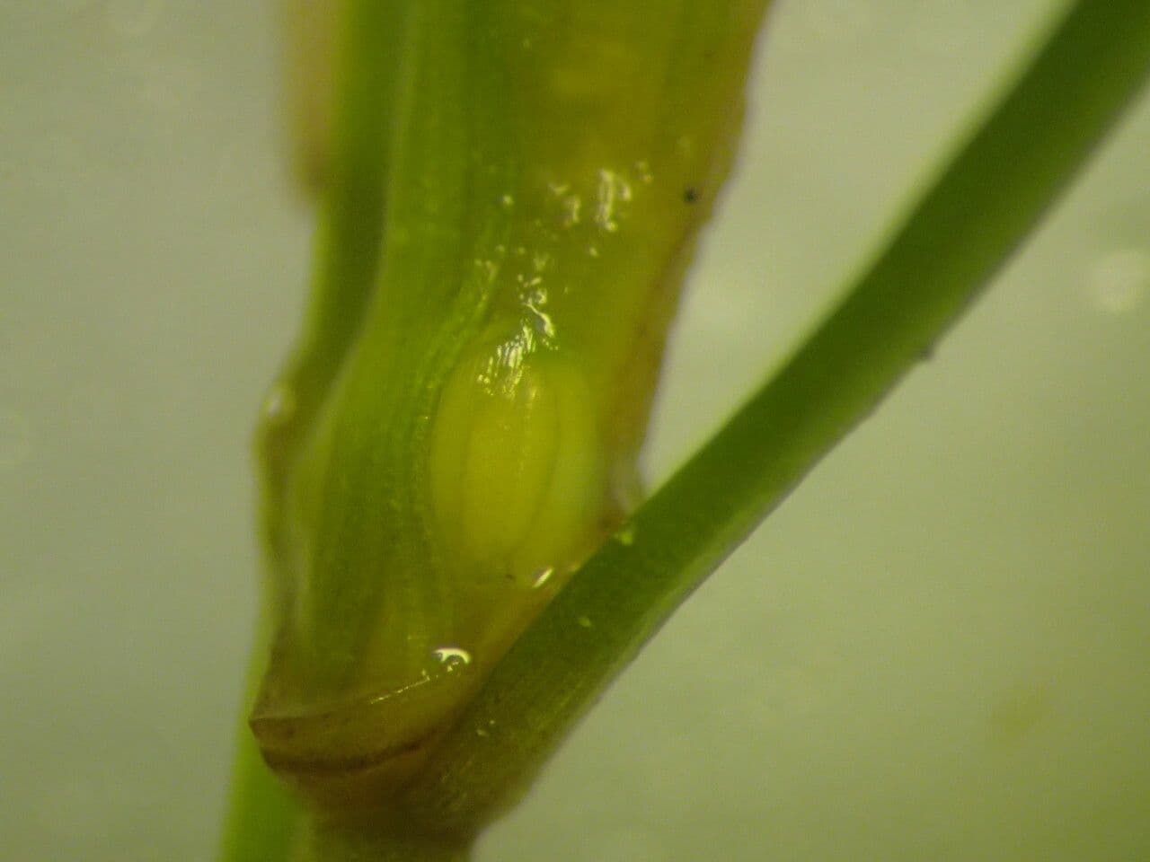 Zanichellia palustre 6