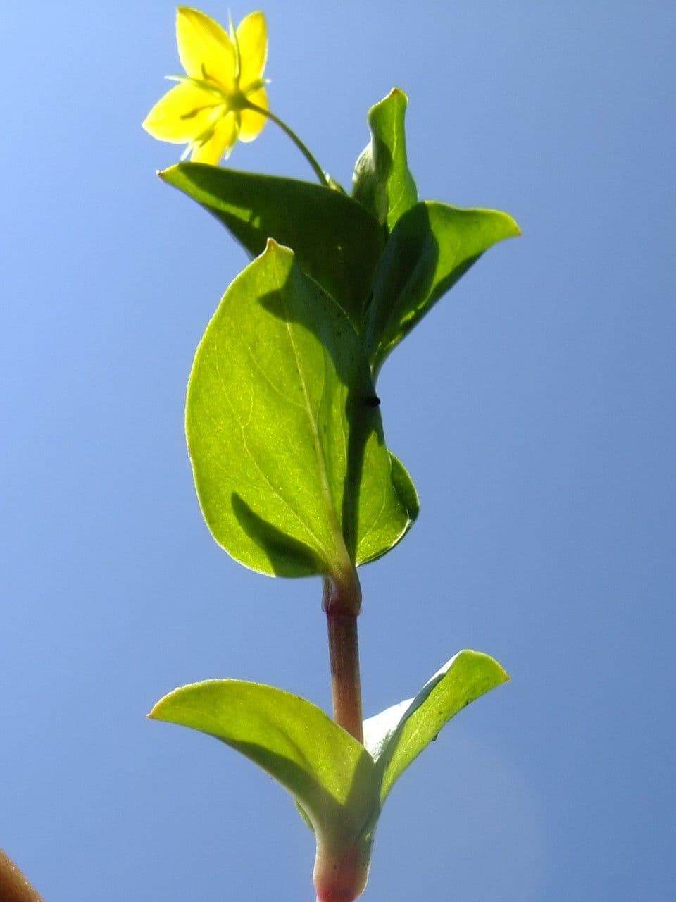 Lisimachia nemorale 26