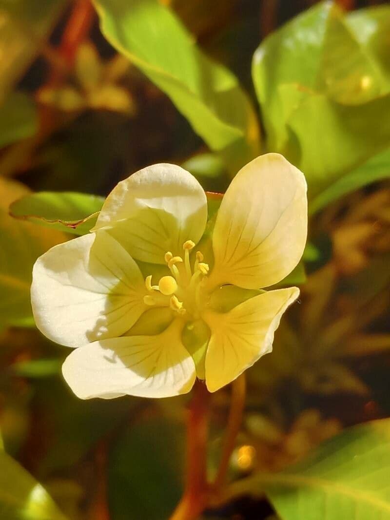 Ludwigia